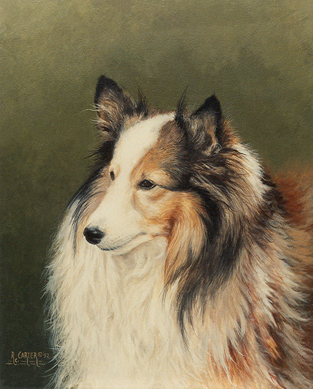 collie.jpg